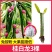 红心红肉火龙果苗盆栽阳台燕窝火龙果南北方四季可种