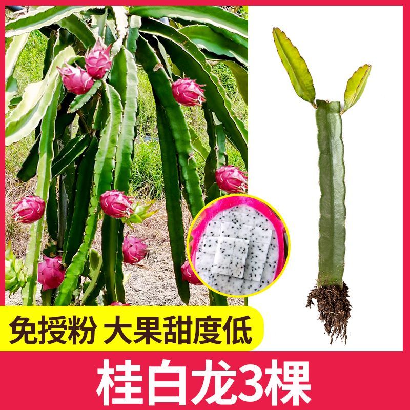 红心红肉火龙果苗盆栽阳台燕窝火龙果南北方四季可种