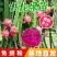 红心红肉火龙果苗盆栽阳台燕窝火龙果南北方四季可种