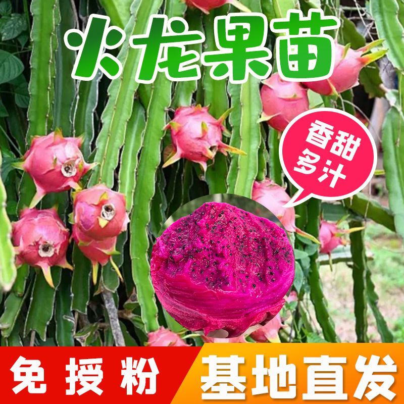 红心红肉火龙果苗盆栽阳台燕窝火龙果南北方四季可种