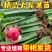 红心红肉火龙果苗盆栽阳台燕窝火龙果南北方四季可种