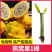 红心红肉火龙果苗盆栽阳台燕窝火龙果南北方四季可种