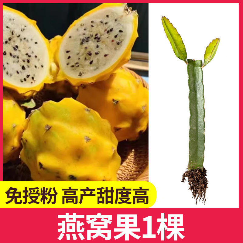 红心红肉火龙果苗盆栽阳台燕窝火龙果南北方四季可种