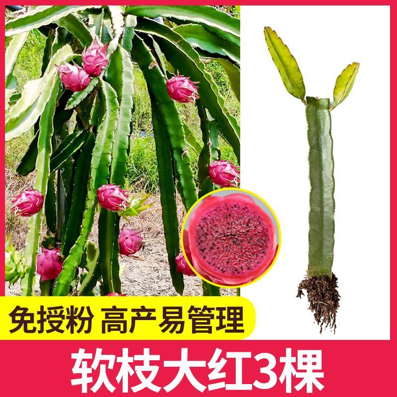 红心红肉火龙果苗盆栽阳台燕窝火龙果南北方四季可种