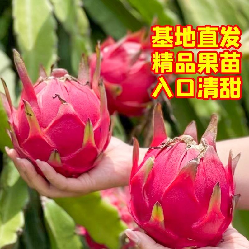 红心红肉火龙果苗盆栽阳台燕窝火龙果南北方四季可种