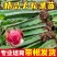 红心红肉火龙果苗盆栽阳台燕窝火龙果南北方四季可种