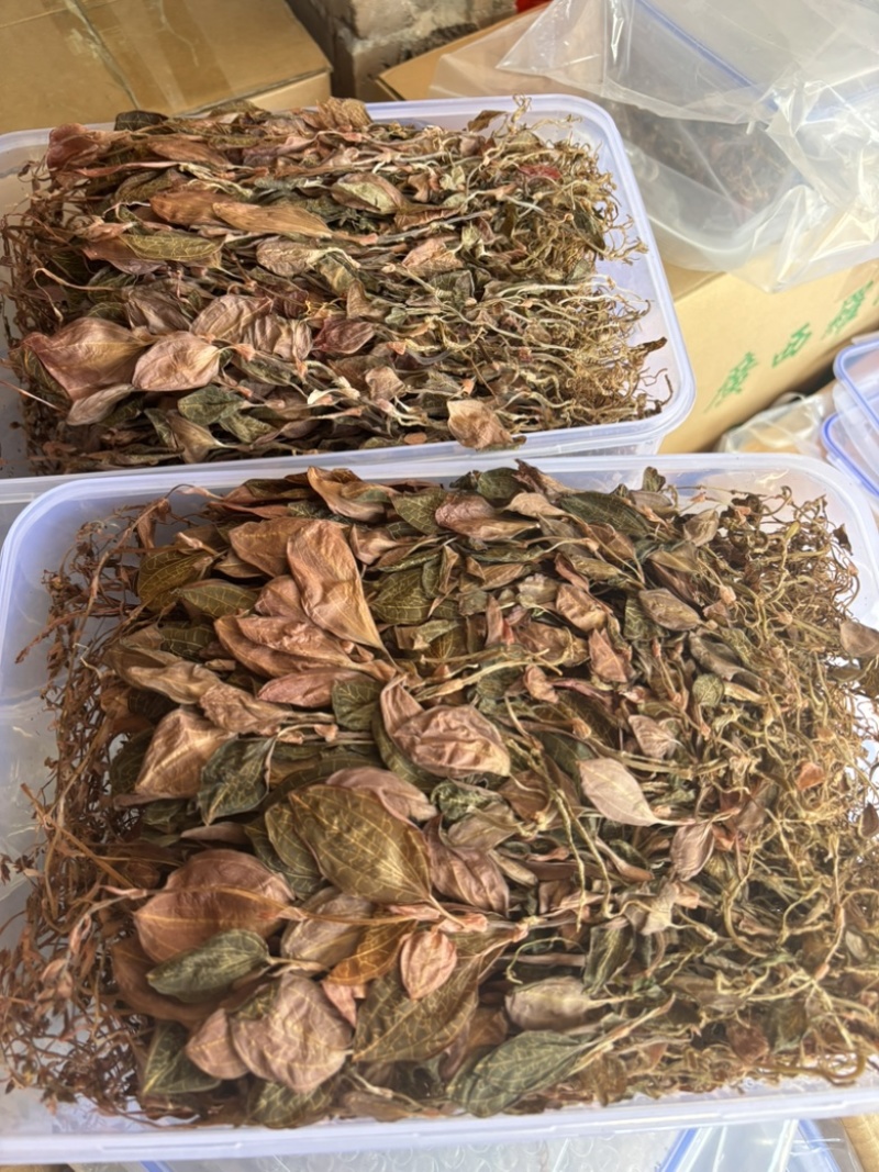 【精品】金线莲干度颜色好无碎林下种植一手货源质量保证