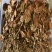 【精品】金线莲干度颜色好无碎林下种植一手货源质量保证