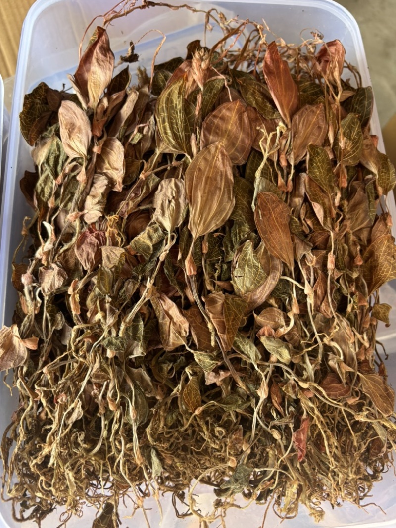 【精品】金线莲干度颜色好无碎林下种植一手货源质量保证