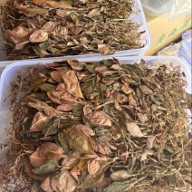 【精品】金线莲干度颜色好无碎林下种植一手货源质量保证