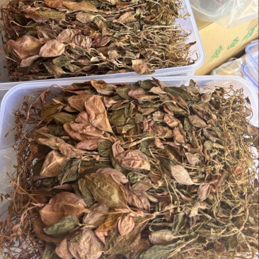 【精品】金线莲干度颜色好无碎林下种植一手货源质量保证