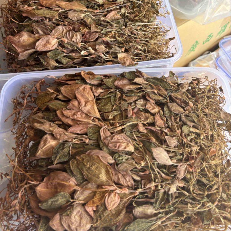 【精品】金线莲干度颜色好无碎林下种植一手货源质量保证