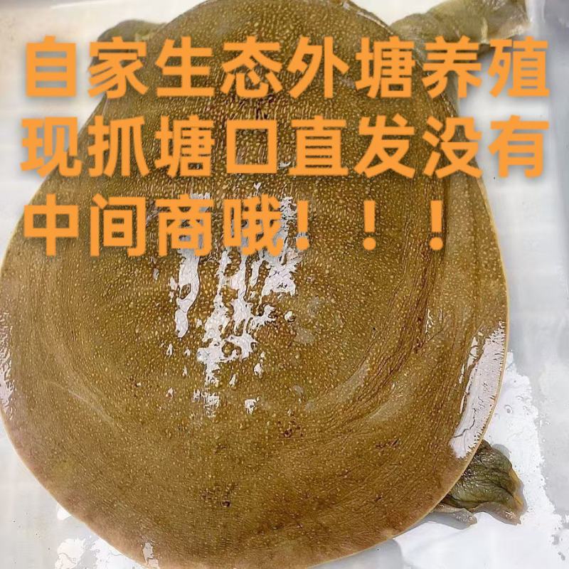 【推荐】河南自家百亩鱼塘甲鱼自养自销年产成品甲鱼千万斤