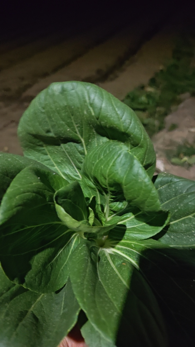 精品太湖菜