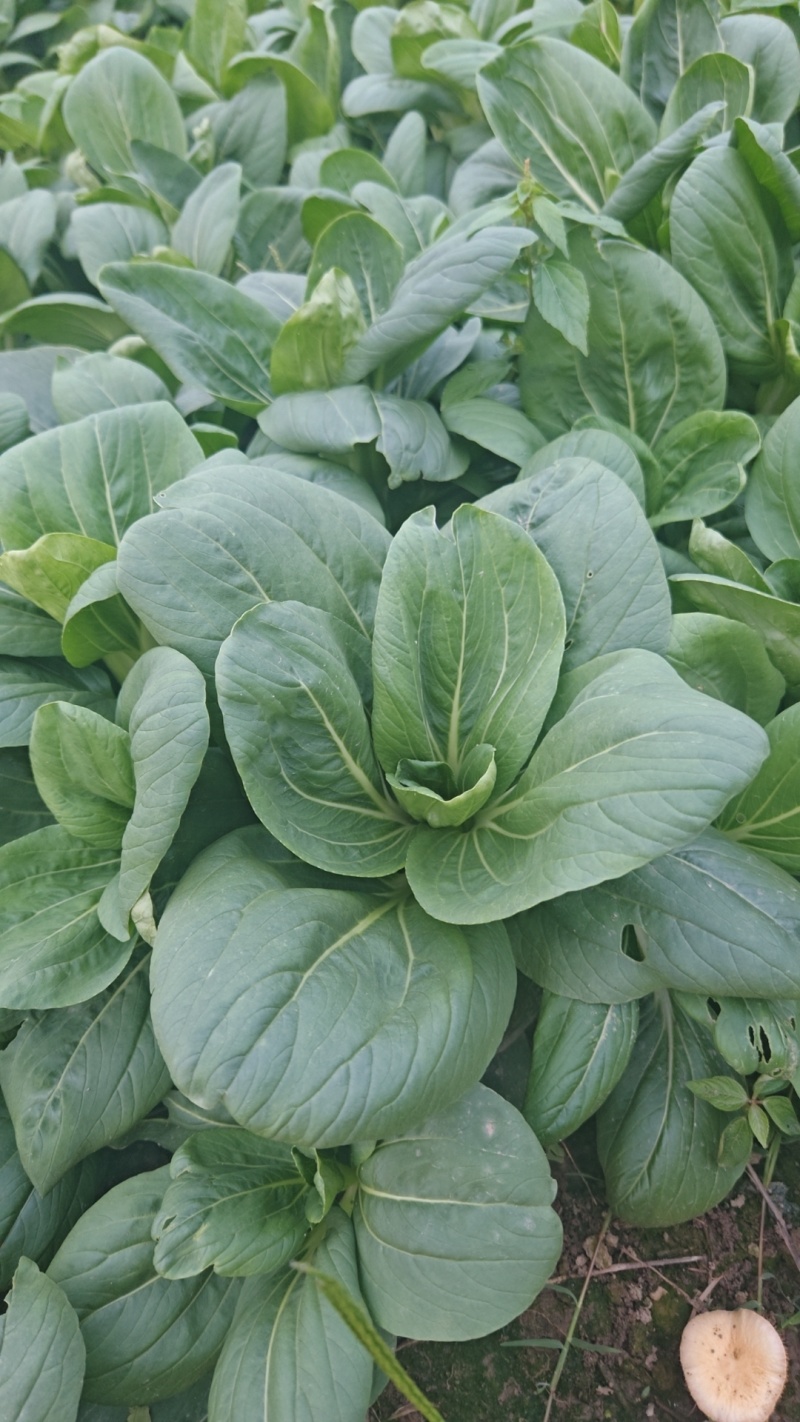 精品太湖菜