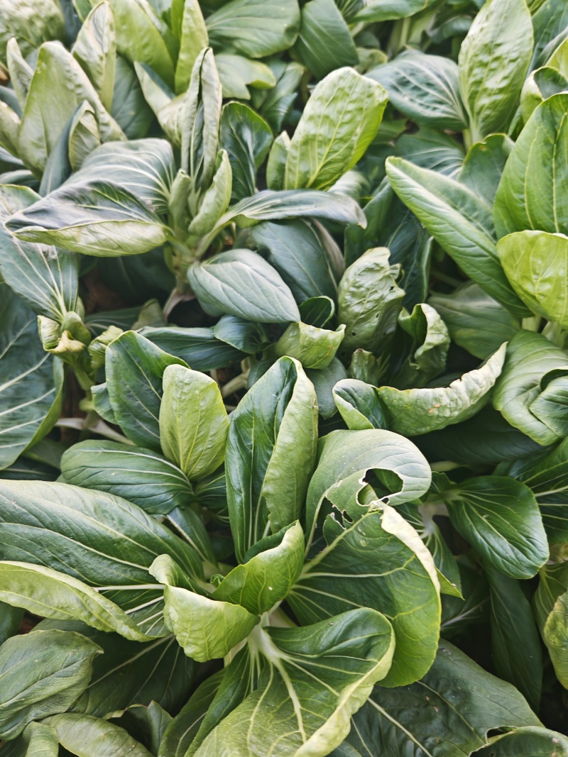 精品太湖菜