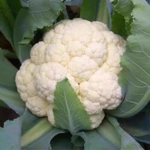 花菜实花菜石菜花产地一手货源保质保量欢迎订购