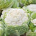 花菜实花菜石菜花产地一手货源保质保量欢迎订购