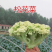 花菜实花菜石菜花产地一手货源保质保量欢迎订购