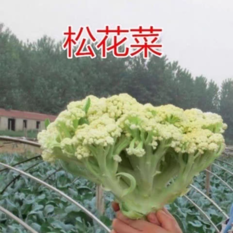 花菜实花菜石菜花产地一手货源保质保量欢迎订购