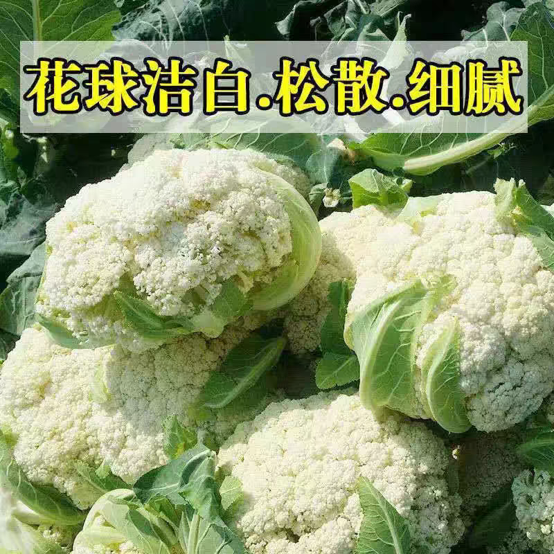 花菜实花菜石菜花产地一手货源保质保量欢迎订购