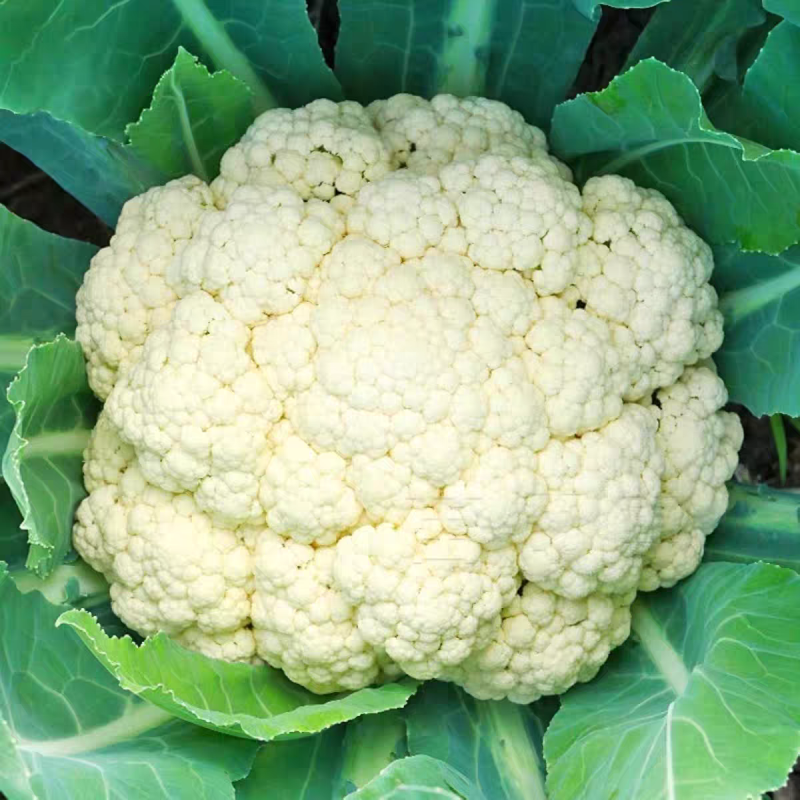 花菜实花菜石菜花产地一手货源保质保量欢迎订购