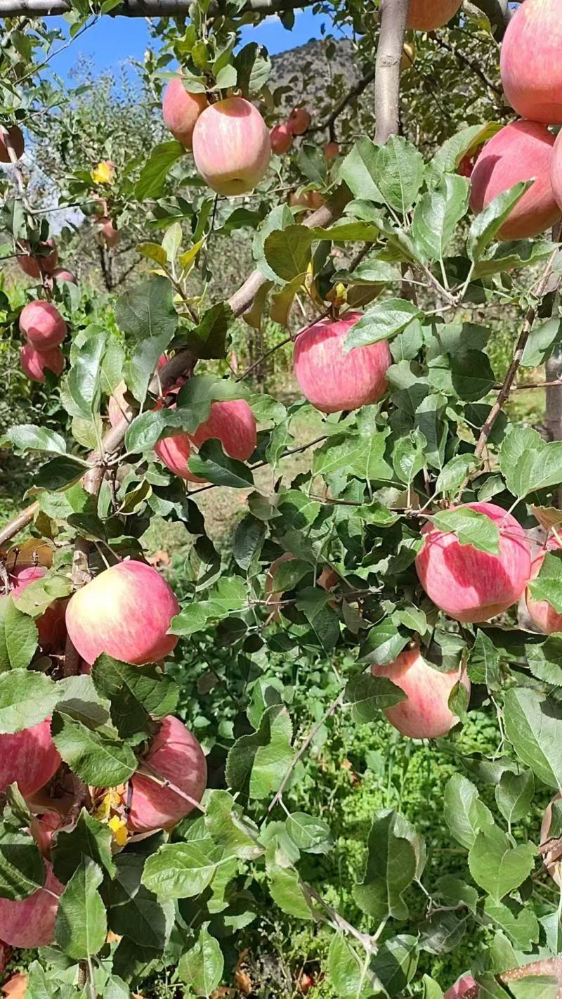 【海量货源】甘肃红富士苹果产地直发稳定供应市场批发电商
