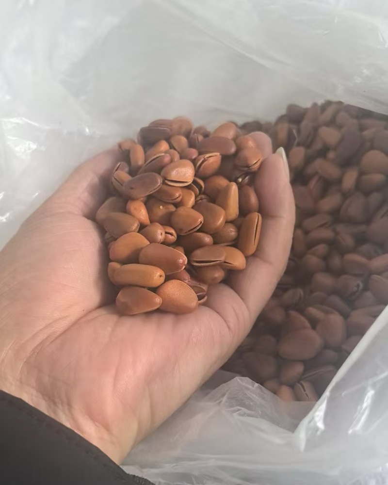 东北红松子电商精品一手货源，品质保障欢迎来电咨！