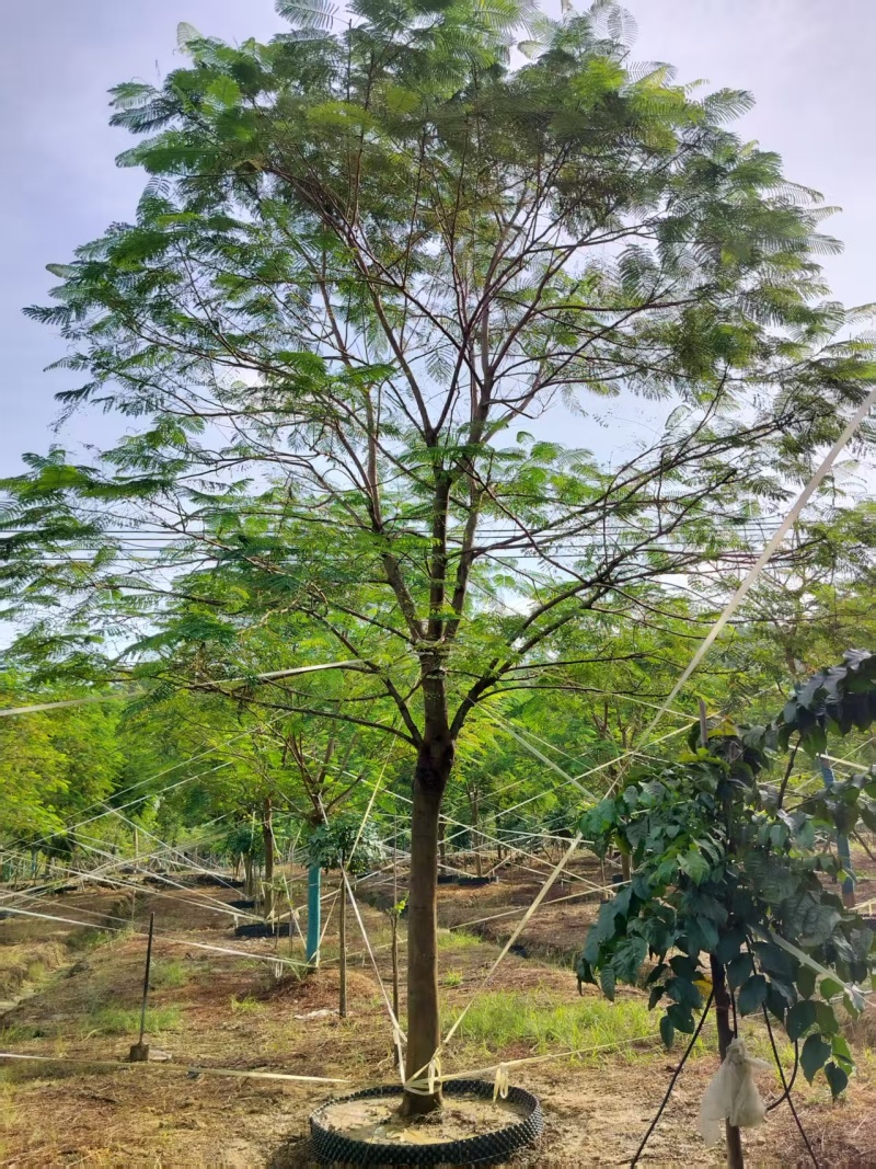 凤凰木绿化苗木自家基地自产自销量大价格优惠