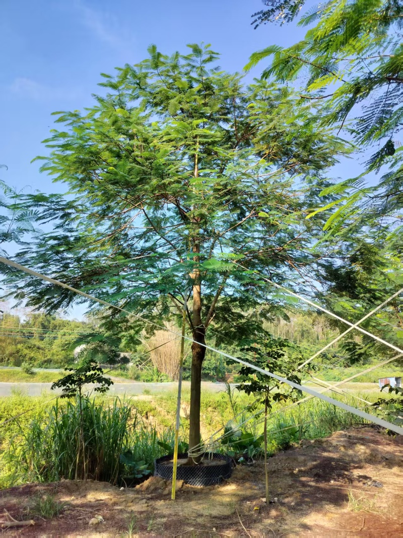 凤凰木绿化苗木自家基地自产自销量大价格优惠