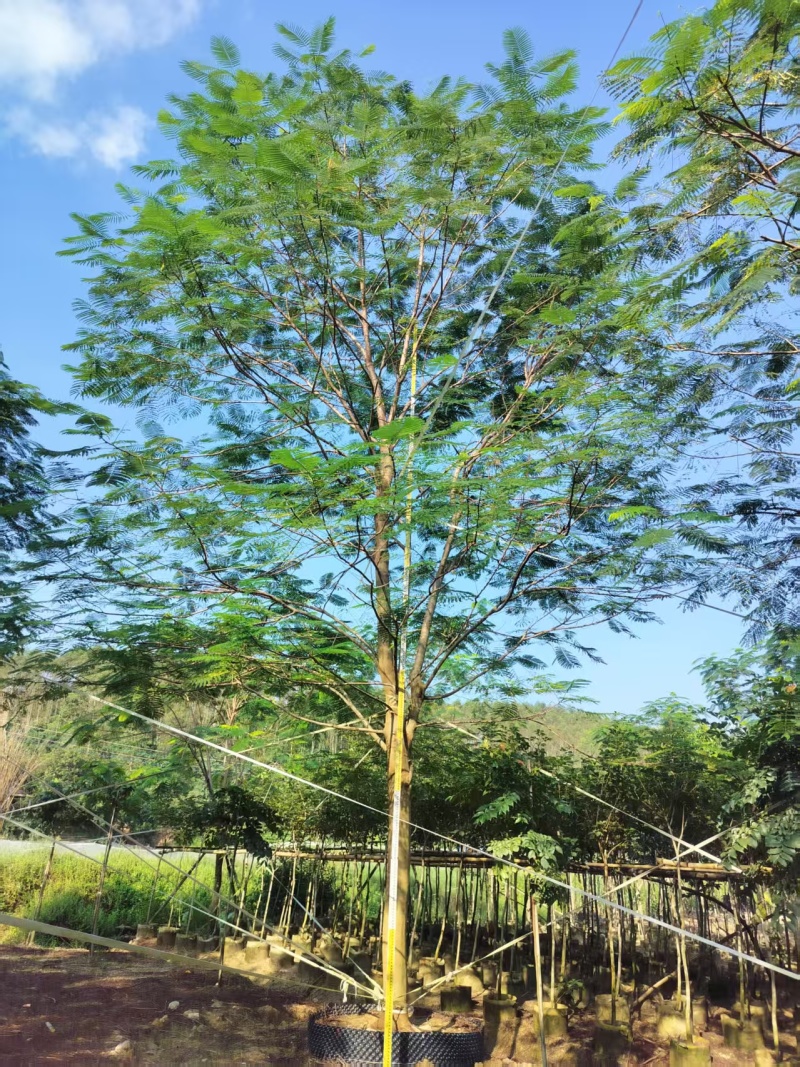 凤凰木绿化苗木自家基地自产自销量大价格优惠