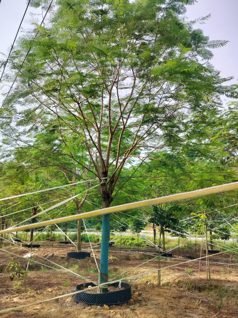 凤凰木绿化苗木自家基地自产自销量大价格优惠