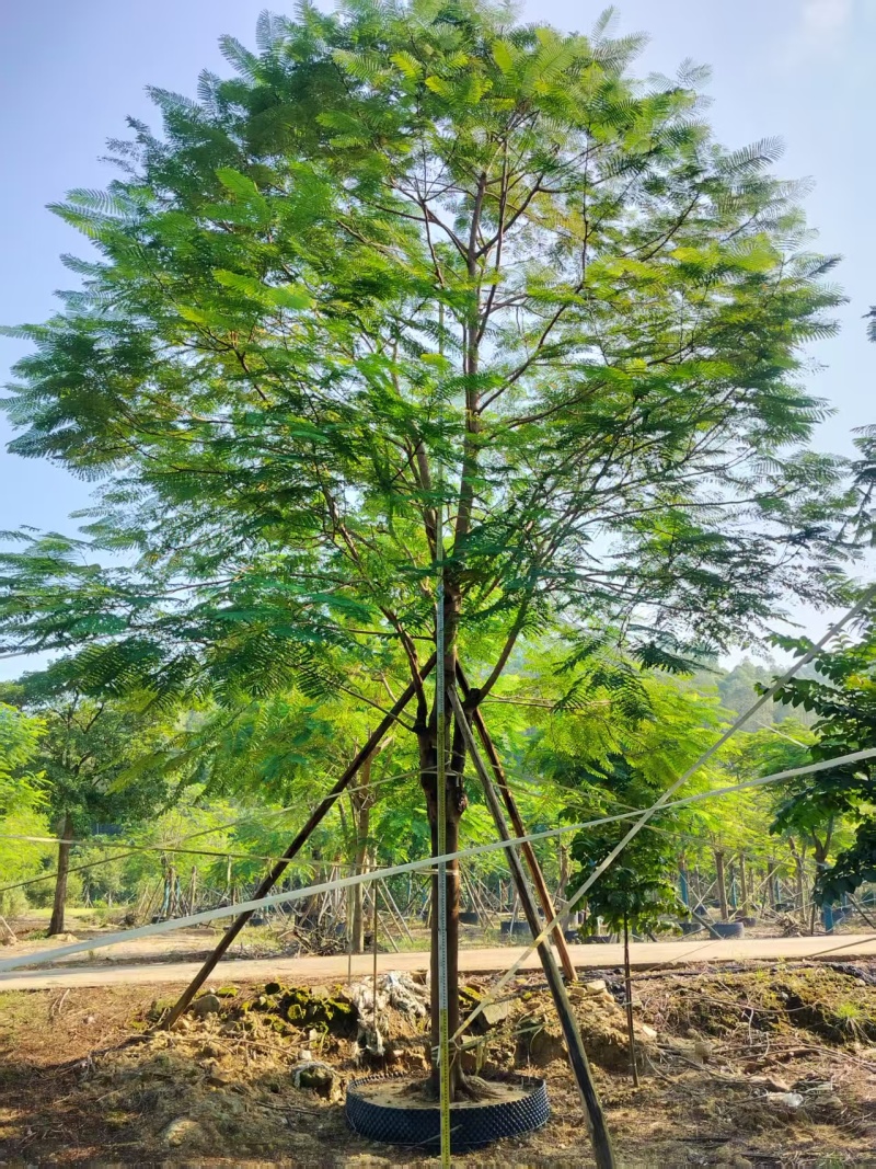 凤凰木绿化苗木自家基地自产自销量大价格优惠