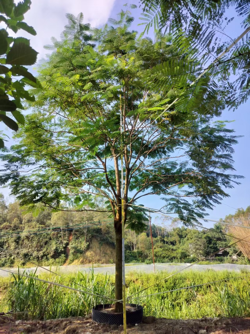 凤凰木绿化苗木自家基地自产自销量大价格优惠