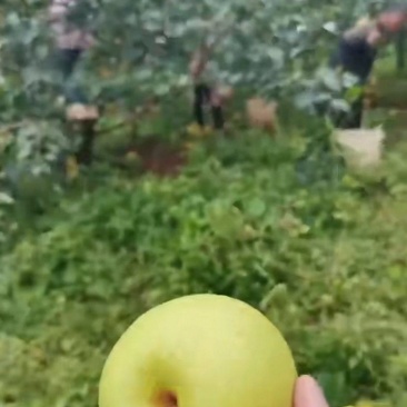 云南雪花梨