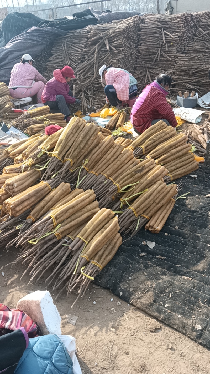代收各种标准棒山药，香糯，面甜