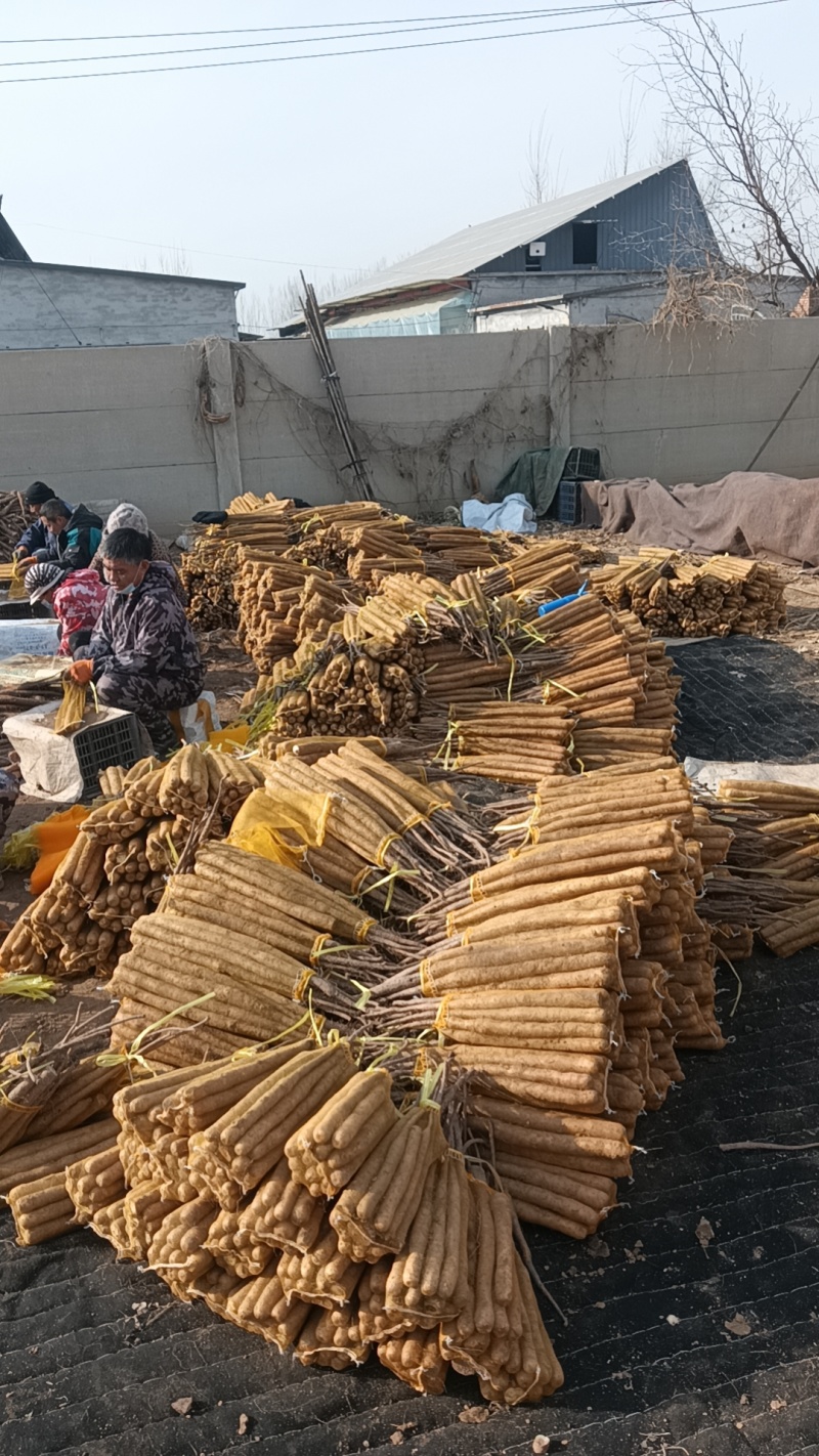 代收各种标准棒山药，香糯，面甜