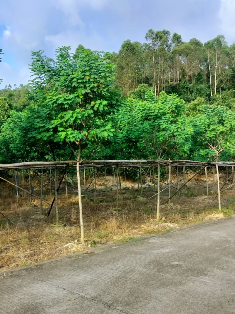 黄槐绿化苗木自家基地自产自销量大价格实惠