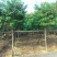 黄槐绿化苗木自家基地自产自销量大价格实惠