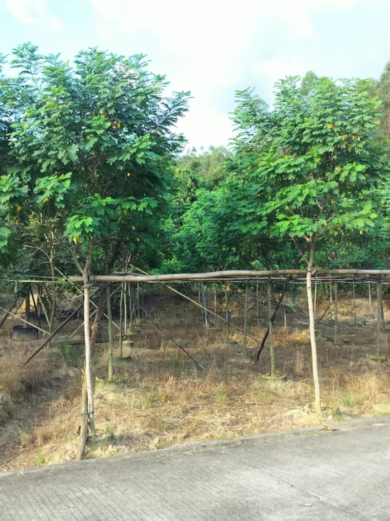 黄槐绿化苗木自家基地自产自销量大价格实惠