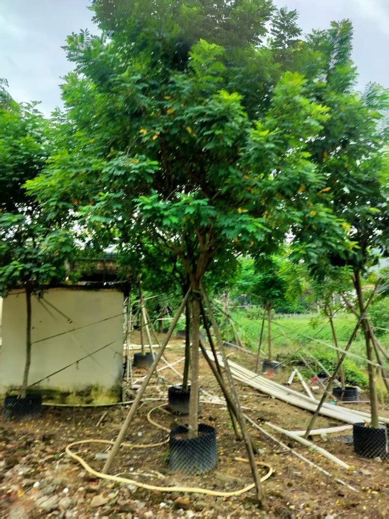 黄槐绿化苗木自家基地自产自销量大价格实惠