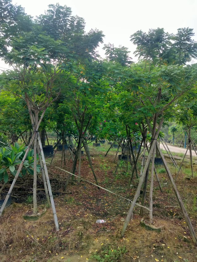 黄槐绿化苗木自家基地自产自销量大价格实惠
