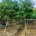 黄槐绿化苗木自家基地自产自销量大价格实惠