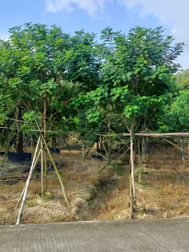 黄槐绿化苗木自家基地自产自销量大价格实惠