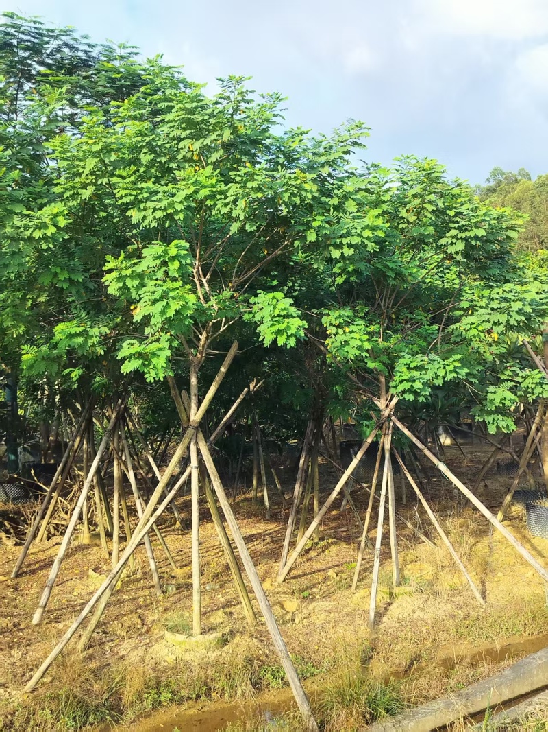 黄槐绿化苗木自家基地自产自销量大价格实惠