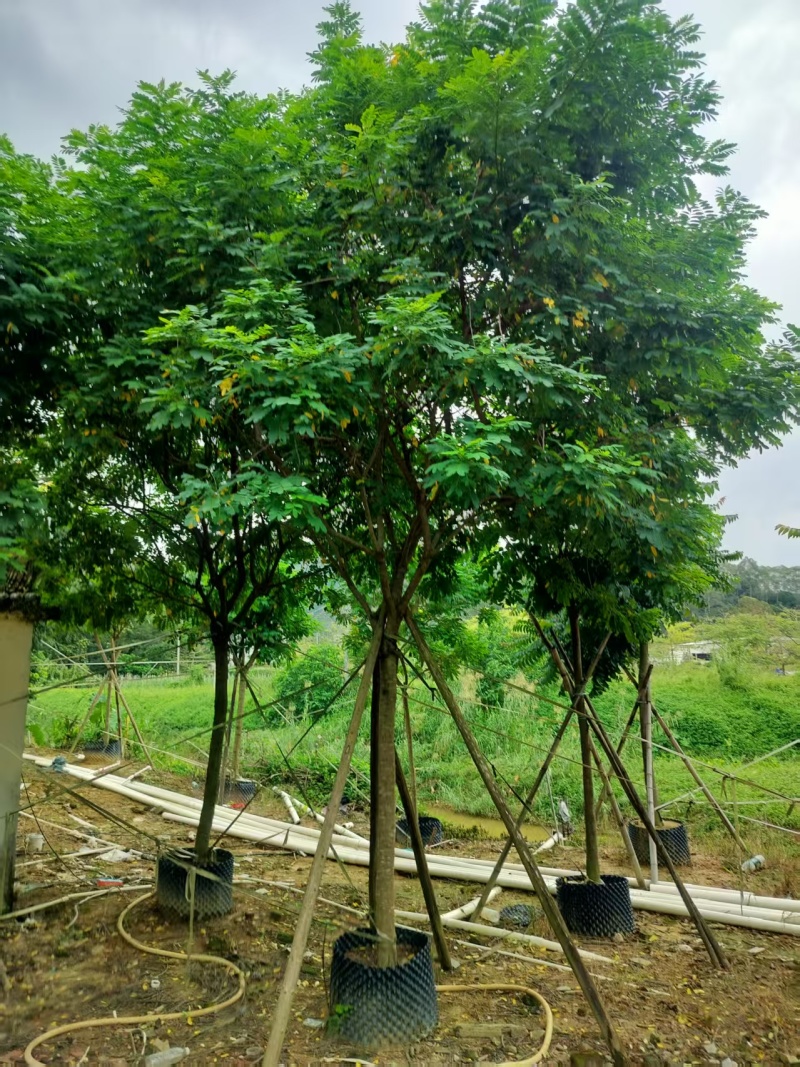 黄槐绿化苗木自家基地自产自销量大价格实惠