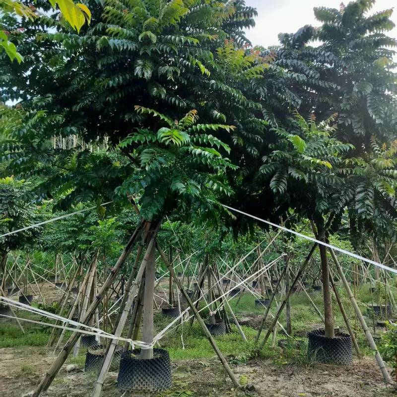麻楝绿化苗木自家基地自产自销量大价格实惠