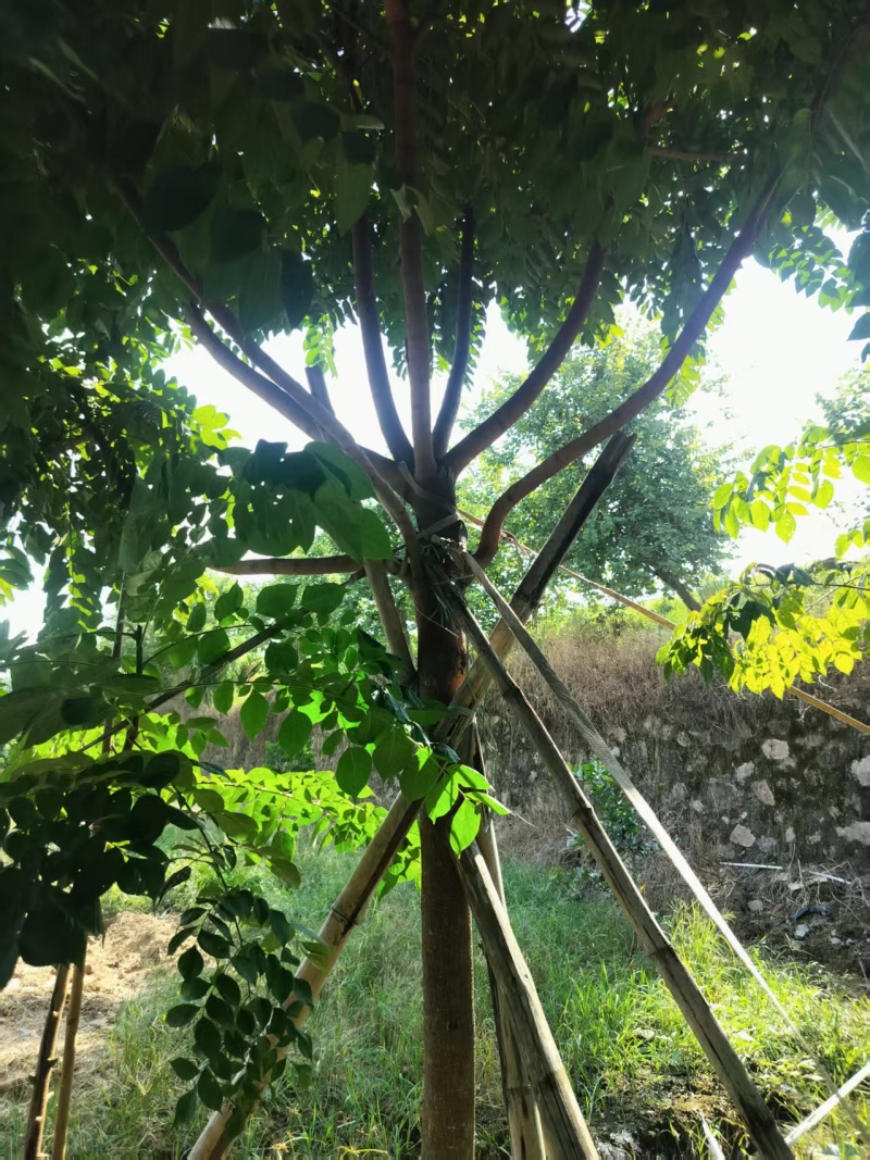 麻楝绿化苗木自家基地自产自销量大价格实惠