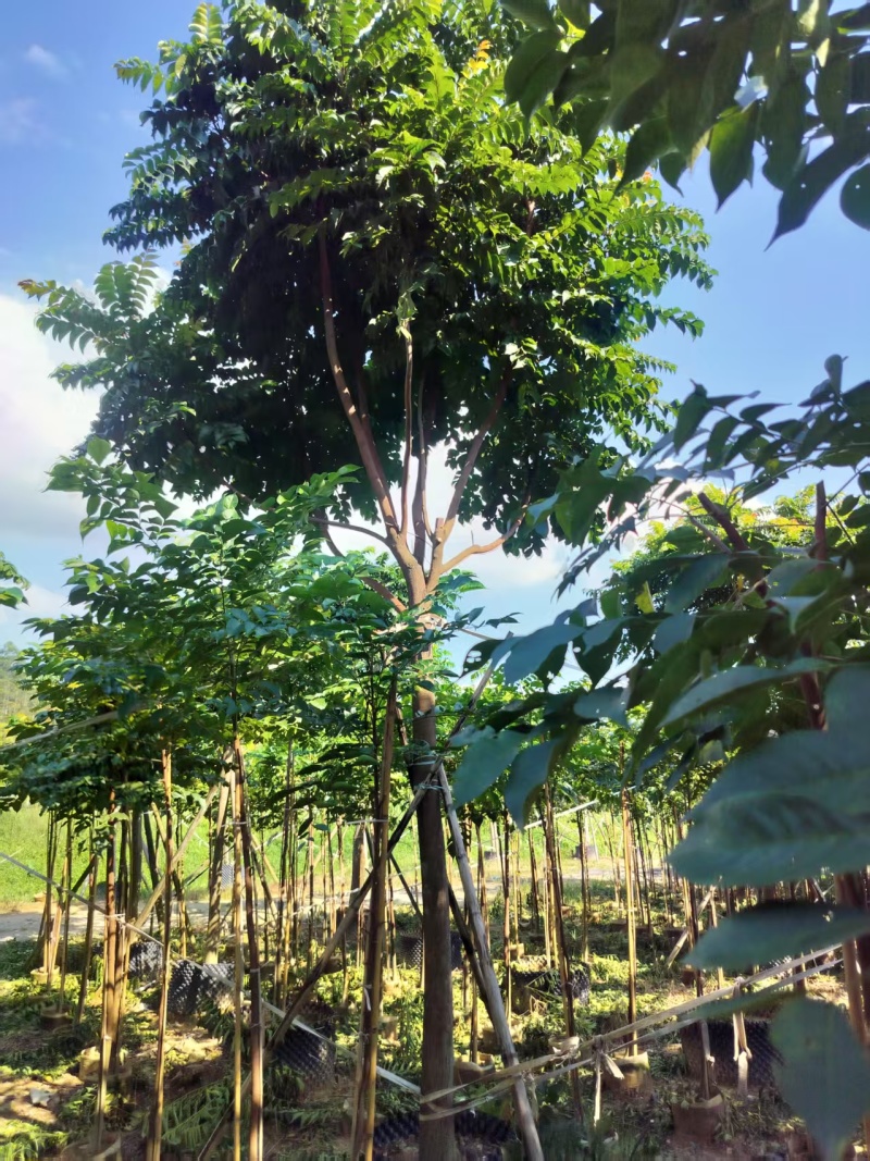 麻楝绿化苗木自家基地自产自销量大价格实惠