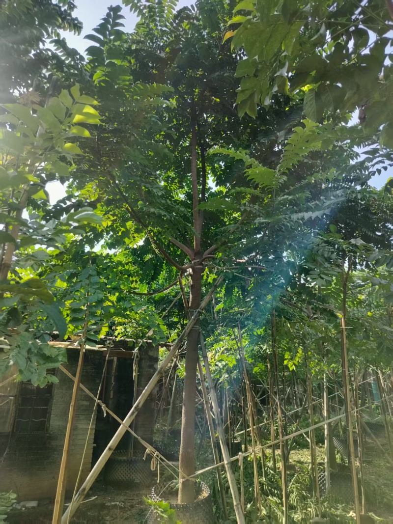 麻楝绿化苗木自家基地自产自销量大价格实惠